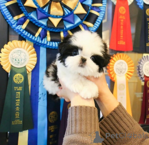 Photo №1. shih tzu - for sale in the city of Helsinki | 671$ | Announcement № 158391