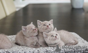 Photo №1. british shorthair - for sale in the city of Вадуц | Is free | Announcement № 120714