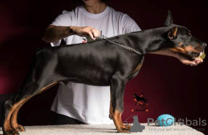 Photo №2 to announcement № 106136 for the sale of dobermann - buy in Serbia 