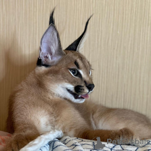 Photo №2 to announcement № 99564 for the sale of caracal - buy in United States private announcement, from nursery, from the shelter