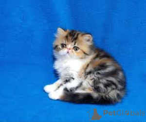 Photo №4. I will sell persian cat in the city of Helsinki. private announcement, breeder - price - 516$