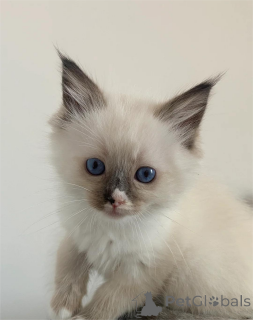 Photo №1. ragdoll - for sale in the city of CalW | 329$ | Announcement № 153584
