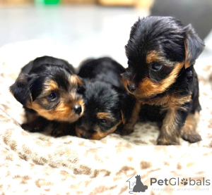 Photo №2 to announcement № 176366 for the sale of beaver yorkshire terrier - buy in United States breeder