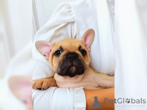 Photo №3. French bulldog puppies. Germany