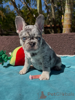 Photo №2 to announcement № 174878 for the sale of french bulldog - buy in France private announcement