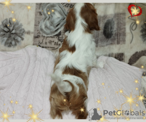 Additional photos: PROMISING GIRL Cavalier King Charles Spaniel