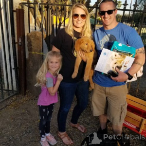 Photo №2 to announcement № 159863 for the sale of golden retriever - buy in Lithuania private announcement