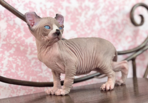 Photo №1. sphynx cat - for sale in the city of Maribor | 2002$ | Announcement № 2611