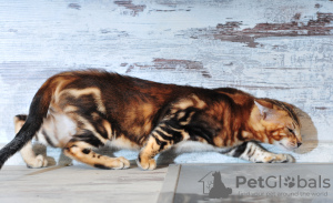 Photo №2 to announcement № 7507 for the sale of bengal cat - buy in Russian Federation from nursery