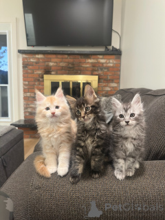 Photo №2 to announcement № 177803 for the sale of maine coon - buy in Germany breeder
