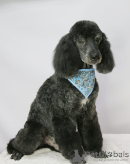 Photo №1. poodle (royal) - for sale in the city of Москва | Is free | Announcement № 22504