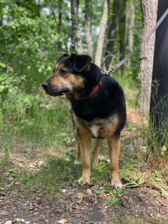 Photo №3. The sweetest gift is looking for a house!. Russian Federation