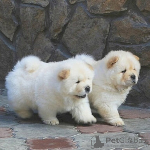 Photo №1. chow chow - for sale in the city of Vienna | 264$ | Announcement № 117983