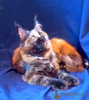 Photo №2 to announcement № 74772 for the sale of maine coon - buy in Russian Federation from nursery