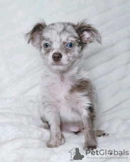 Photo №3. Dachshund puppies ready for adoption. Spain