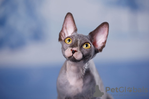 Photo №1. sphynx-katze - for sale in the city of Москва | negotiated | Announcement № 66949