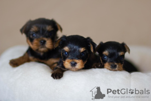 Photo №1. non-pedigree dogs - for sale in the city of Novosibirsk | 448$ | Announcement № 7832