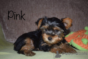 Photo №2 to announcement № 168487 for the sale of yorkshire terrier - buy in Sweden private announcement, breeder