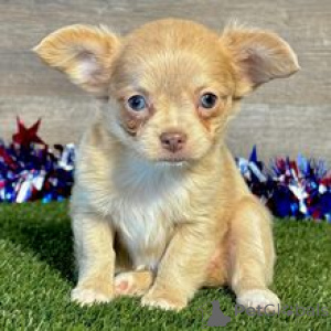 Photo №2 to announcement № 169017 for the sale of chihuahua - buy in Germany private announcement