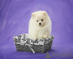 Photo №1. pomeranian - for sale in the city of Berlin | 302$ | Announcement № 122733