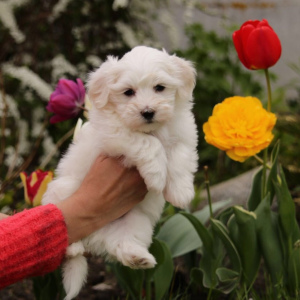 Photo №1. maltese dog - for sale in the city of Minsk | 250$ | Announcement № 2368