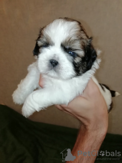 Additional photos: Shih Tzu