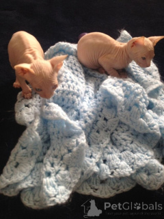 Photo №1. sphynx cat - for sale in the city of Peterborough | negotiated | Announcement № 135035