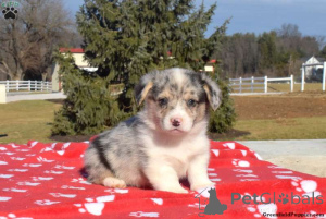 Photo №1. welsh corgi - for sale in the city of Dalby | 574$ | Announcement № 136402