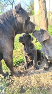 Photo №1. cane corso - for sale in the city of Šabac | negotiated | Announcement № 73112