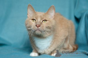 Photo №1. domestic cat - for sale in the city of Minsk | Is free | Announcement № 106731