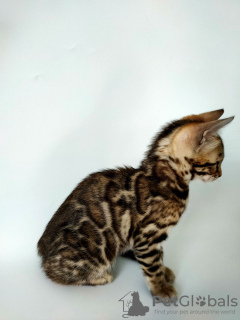 Photo №4. I will sell bengal cat in the city of Borispol. from nursery - price - 1000$