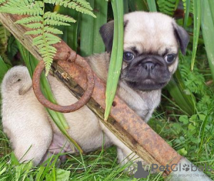 Photo №2 to announcement № 18639 for the sale of pug - buy in Albania private announcement