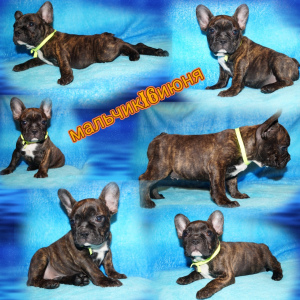 Photo №1. french bulldog - for sale in the city of Москва | 557$ | Announcement № 3302