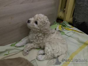 Photo №3. Toy poodle puppies. Russian Federation