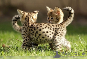 Photo №1. savannah cat - for sale in the city of Ulm | 471$ | Announcement № 130186