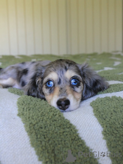 Photo №1. dachshund - for sale in the city of Hannover | negotiated | Announcement № 144407