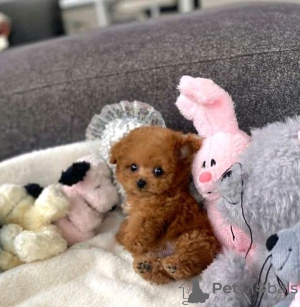 Photo №1. poodle (royal) - for sale in the city of Alabama | 400$ | Announcement № 133706