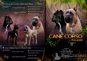 Photo №1. cane corso - for sale in the city of Omsk | negotiated | Announcement № 7973