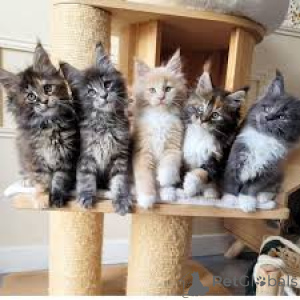 Photo №1. maine coon - for sale in the city of Vienna | 723$ | Announcement № 163381