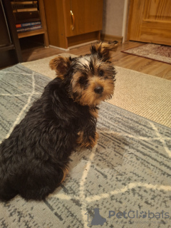 Additional photos: Yorkie puppy.