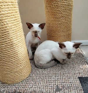 Photo №1. oriental shorthair - for sale in the city of Eschborn | Is free | Announcement № 173921