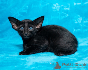 Photo №2 to announcement № 80751 for the sale of oriental shorthair - buy in Russian Federation breeder