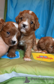 Photo №3. Maltipoo F1 puppies. Estonia