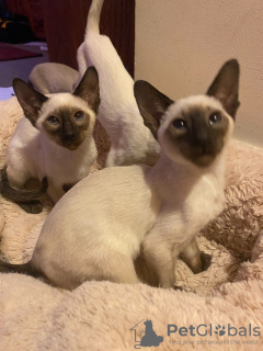 Photo №2 to announcement № 32038 for the sale of siamese cat - buy in Germany 