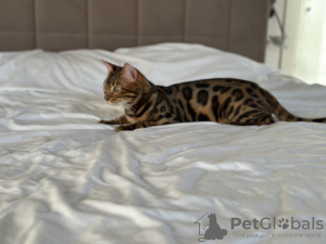 Additional photos: Gorgeous Bengal boy for breeding