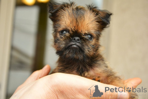 Photo №4. I will sell brussels griffon in the city of Belgrade. breeder - price - negotiated
