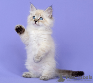Photo №1. siberian cat - for sale in the city of Vladivostok | negotiated | Announcement № 21299