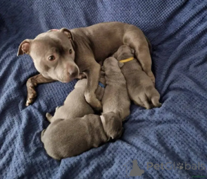 Photo №1. staffordshire bull terrier - for sale in the city of Belen | 599$ | Announcement № 175713