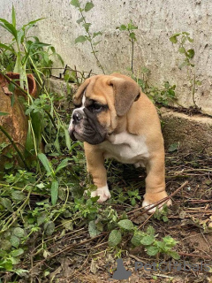 Additional photos: English bulldog