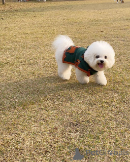 Photo №1. maltese dog - for sale in the city of Berlin | 568$ | Announcement № 167176